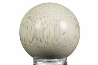 Polished Petrified Palmwood (Palmoxylon) Sphere - Texas #330145