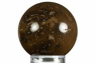 Polished Petrified Palmwood (Palmoxylon) Sphere - Myanmar #330199