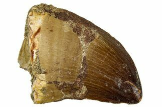Fossil Mosasaur (Thalassotitan) Tooth - Morocco #330242