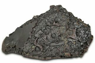 Dragon Scale Stone (Iron, Manganese, Siderite Nodule) #330312