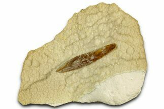 Honey Colored Barite Crystal on Druzy Calcite - Elk Creek #330376