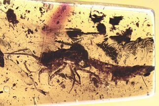 Detailed Fossil Bristletail (Machilidae) In Baltic Amber #330621