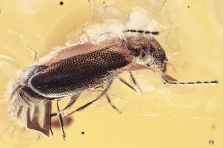 Fossil Ant-Like Leaf Beetle (Palaeocnopus) & Dance Fly in Baltic Amber #330625