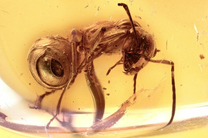 Detailed Fossil Ant (Dolichoderinae) In Baltic Amber (#330655) For Sale ...