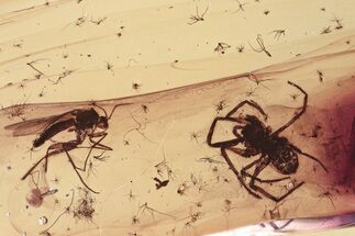 Detailed Fossil Spider and Fungus Gnat in Baltic Amber #330673