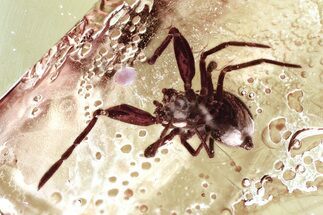 Detailed Fossil Spider (Anapidae) In Baltic Amber #330689