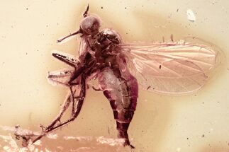 Detailed Fossil Long-Legged Fly (Dolichopodidae) in Baltic Amber #330702