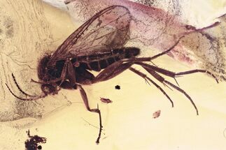 Large Fossil Fungus Gnat (Mycetophilidae) In Baltic Amber #330707
