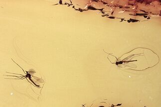 Two Detailed Fossil True Midges (Chironomidae) in Baltic Amber #330715