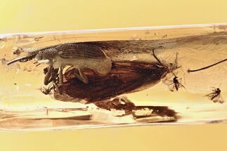 Rare Fossil Snout Beetle w/ Caddisfly & Midge Swarm In Amber #330719