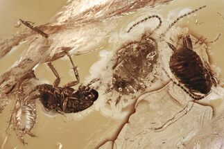 Five Detailed Fossil Cockroaches (Blattodea) In Baltic Amber - Rare! #330723