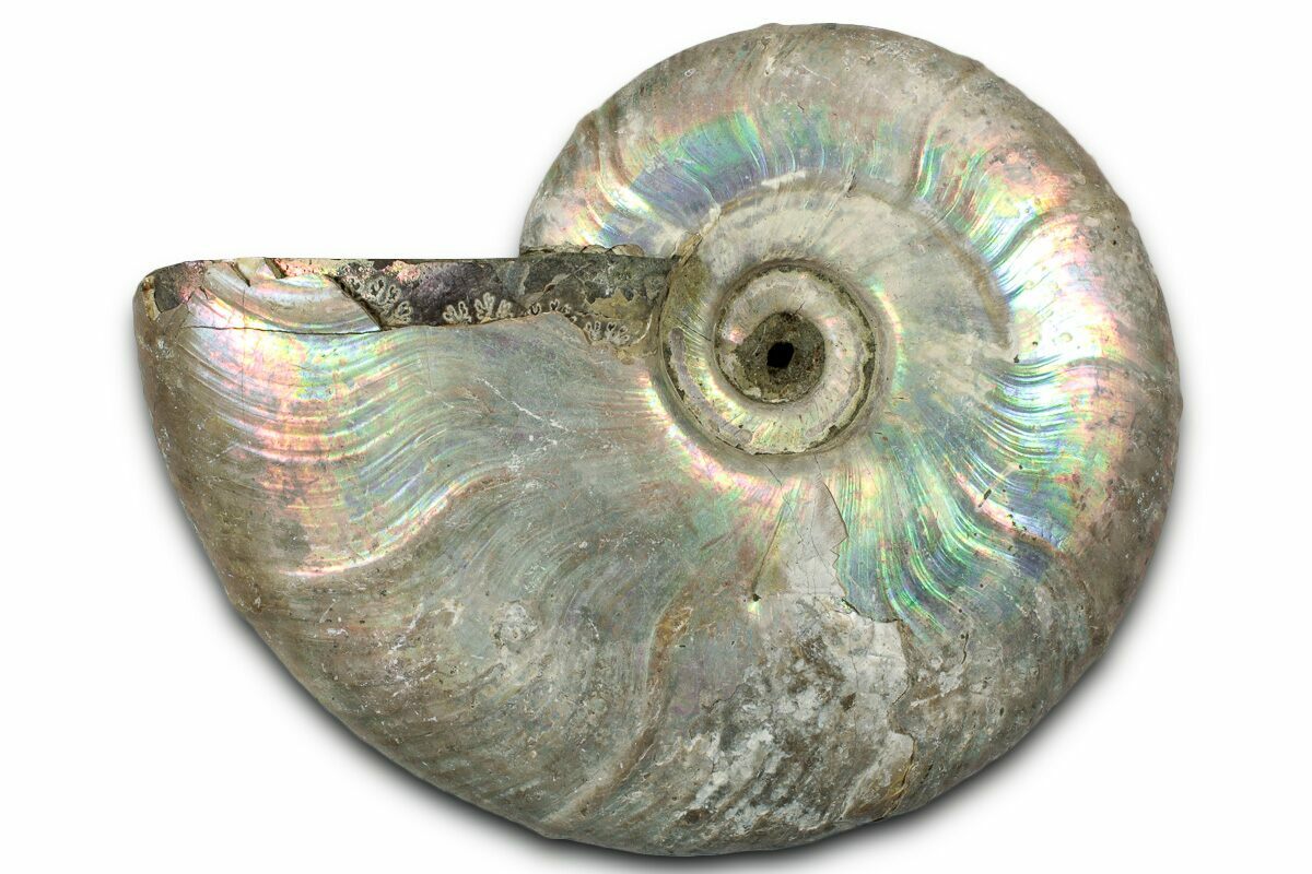 Silver Iridescent Ammonite Fossil - 110 Million Year Old Real Fossil From Madagascar Cretaceous Period