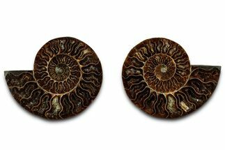 Cut & Polished Ammonite Fossil - Madagascar #329194