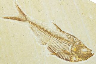 Detailed Fossil Fish (Diplomystus) - Wyoming #330822