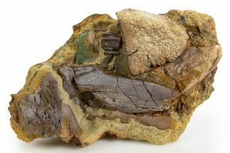 Fossil Dinosaur Teeth & Bone Sections in Sandstone - Wyoming #330898