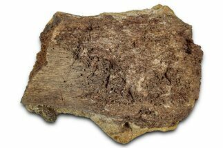 Fossil Dinosaur Bone in Sandstone - Wyoming #330991