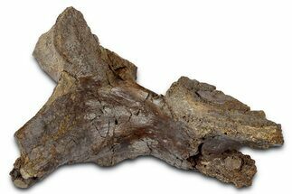 Fossil Dinosaur Vertebral Arch Section - Wyoming #331002