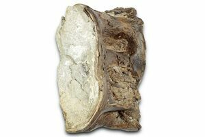 Xiphactinus (Cretaceous Monster Fish) Vertebra & Ribs