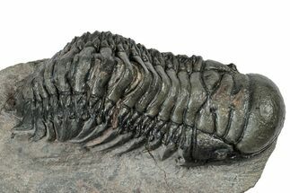 Detailed Crotalocephalina Trilobite - Atchana, Morocco #331013
