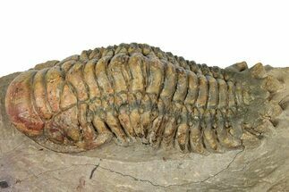 Colorful Crotalocephalina Trilobite - Atchana, Morocco #331016