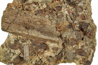 Dinosaur Tendons, Bones, and Gar Scale in Sandstone - Wyoming #331108
