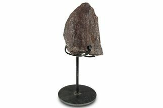 Fossil Sauropod Vertebra Section with Metal Stand - Colorado #331121