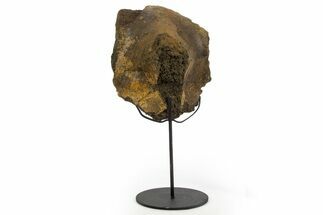 Fossil Dinosaur Sacrum Section w/ Metal Stand - South Dakota #331119
