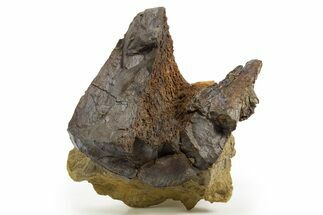 Fossil Dinosaur Appendage Bone in Sandstone - Wyoming #331103