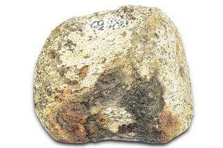 Fossil Dinosaur (Edmontosaurus?) Finger Bone - Montana #331257