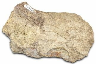 Dinosaur (Triceratops) Partial Occipital Condyle - Montana #331260