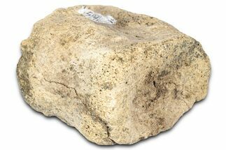 Fossil Dinosaur Vertebra - Montana #331262