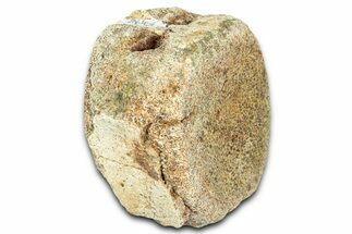 Hadrosaur (Edmontosaurus) Caudal Vertebra Centrum - Montana #331271