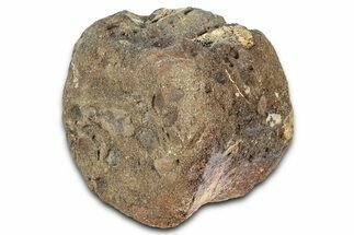 Hadrosaur (Edmontosaurus) Caudal Vertebra Centrum - Montana #331277