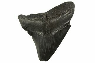 Fossil Posterior Megalodon Tooth - South Carolina #331484