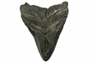 Fossil Megalodon Tooth - South Carolina #331516