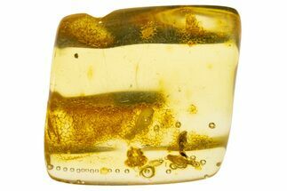Polished Colombian Copal ( g) - Contains Termites! #331641
