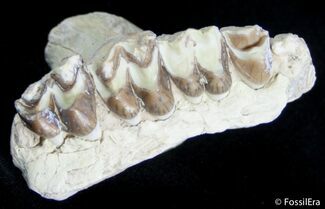 Oreodont Jaw Section #2868