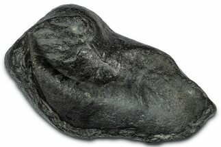 Large Fossil Whale Ear Bone - South Carolina #332006