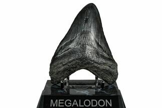 Fossil Megalodon Tooth - South Carolina #332066