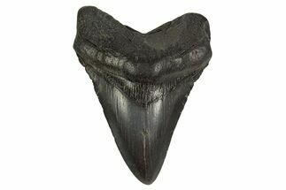 Fossil Megalodon Tooth - South Carolina #332072