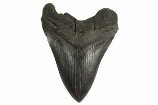 Fossil Megalodon Tooth - South Carolina #332076