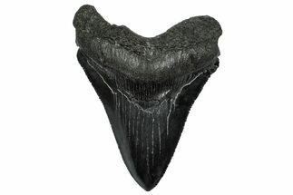 Serrated, Fossil Megalodon Tooth - South Carolina #332213