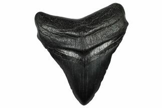 Fossil Megalodon Tooth - South Carolina #332214