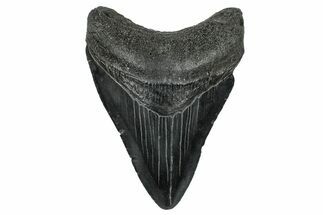 Serrated, Fossil Megalodon Tooth - South Carolina #332220
