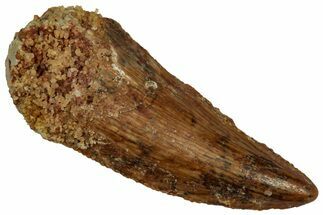 Serrated Raptor Tooth - Real Dinosaur Tooth #332277