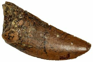 Serrated Raptor Tooth - Real Dinosaur Tooth #332283