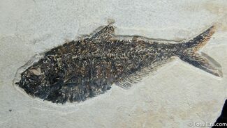 / Inch Diplomystus Fish Fossil ( Inch Layer) #269