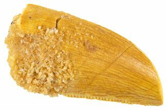 Serrated Raptor Tooth - Feeding Worn Tip #332133