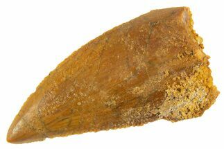 Serrated Raptor Tooth - Real Dinosaur Tooth #332141