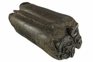 Pleistocene Aged Fossil Horse Tooth - South Carolina #332357